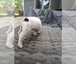 Small #1 French Bulldog
