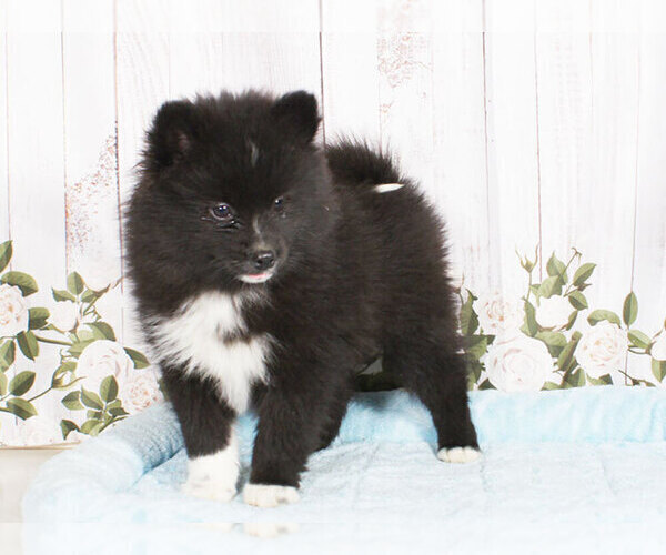 Medium Photo #1 Pomsky Puppy For Sale in PENNS CREEK, PA, USA