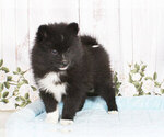 Small Photo #1 Pomsky Puppy For Sale in PENNS CREEK, PA, USA