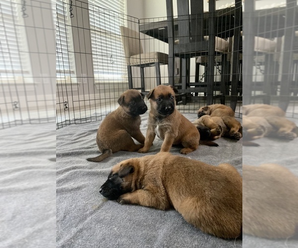 Medium Photo #6 Belgian Malinois Puppy For Sale in SAN ANTONIO, TX, USA