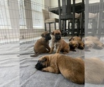 Small Photo #6 Belgian Malinois Puppy For Sale in SAN ANTONIO, TX, USA