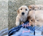 Small Photo #1 Golden Retriever Puppy For Sale in STILLWATER, OK, USA