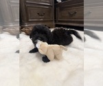 Small #6 Chi-Poo (Toy)