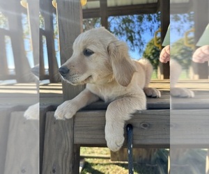 Golden Retriever Puppy for Sale in AUSTIN, Kentucky USA