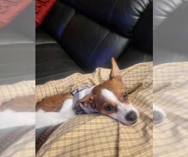 Medium Photo #2 Chihuahua-Unknown Mix Puppy For Sale in Silver Spring, MD, USA