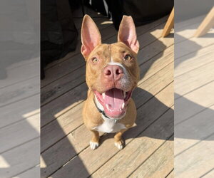 Harrison Ford - Male Mutt Dog for Adoption - Photo #9