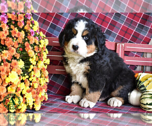 Bernese Mountain Dog Puppy for sale in TIMBERVILLE, VA, USA