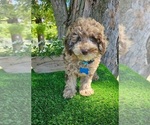 Small #4 Poodle (Miniature)