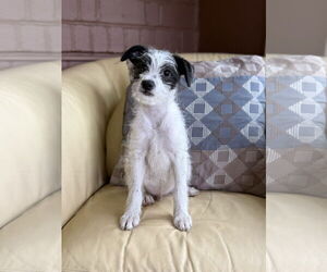 Poodle (Miniature)-Unknown Mix Dogs for adoption in Phoenix, AZ, USA