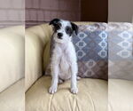 Small Poodle (Miniature) Mix