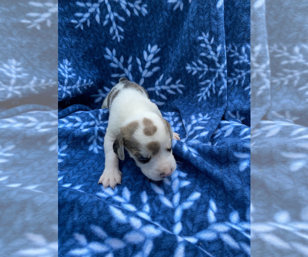 Medium Photo #4 Welsh Foxhound  Puppy For Sale in AIKEN, SC, USA