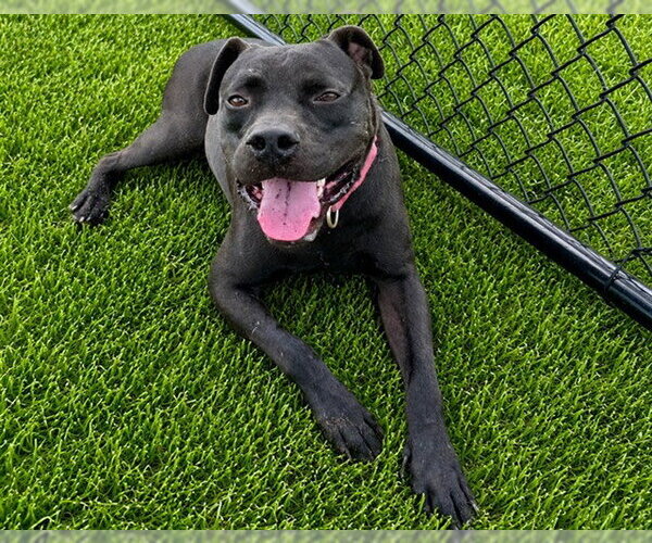 Medium Photo #3 American Bulldog Puppy For Sale in Ocala, FL, USA