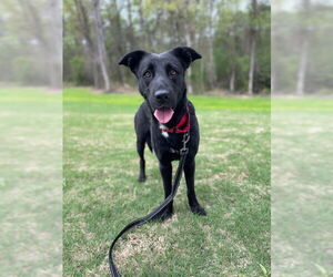 Shepradors Dogs for adoption in La Grange , NC, USA