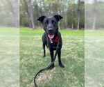 Small Shepradors