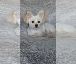 Small Mutt