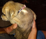 Small Photo #10 American Pit Bull Terrier-Siberian Husky Mix Puppy For Sale in N FOND DU LAC, WI, USA