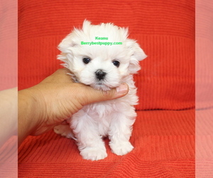 Maltese Puppy for sale in JUNIPER HILLS, CA, USA