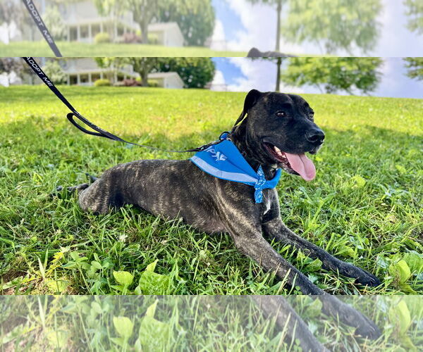 Medium Photo #10 Plott Hound-Unknown Mix Puppy For Sale in Sykesville, MD, USA