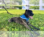 Small #9 Plott Hound Mix