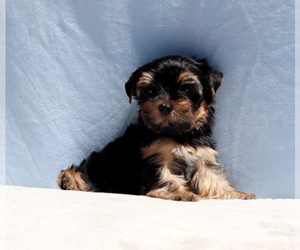 Medium Photo #5 Yorkshire Terrier Puppy For Sale in LOS ANGELES, CA, USA