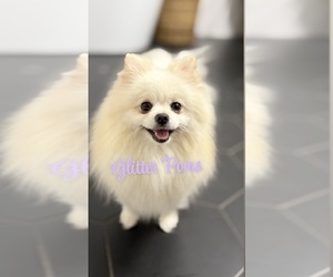 Mother of the Pomeranian puppies born on 08/15/2025