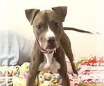 Small Boxer-Greyhound Mix