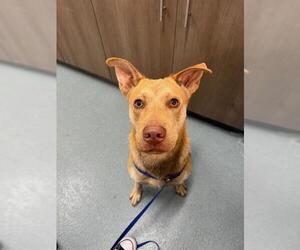 Labrador Retriever Dogs for adoption in Baytown, TX, USA
