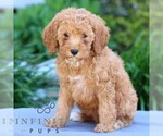 Small #3 Poodle (Miniature)