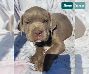 Cane Corso Puppy for sale in POMEROY, OH, USA