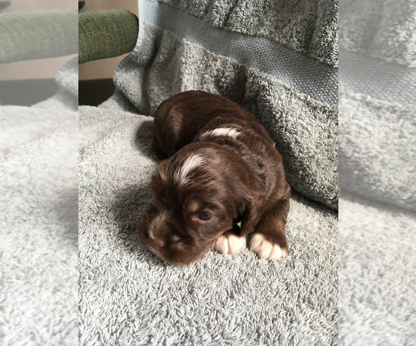 Medium Photo #1 Cocker Spaniel Puppy For Sale in TIGERTON, WI, USA