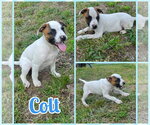 Small American Staffordshire Terrier-Boxer Mix