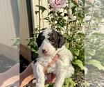 Small #4 Aussiedoodle Miniature 