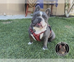 French Bulldog Puppy for sale in BAKERSFIELD, CA, USA