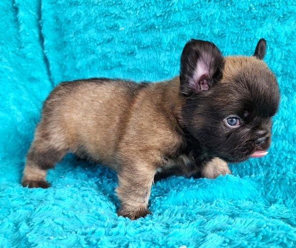 Medium Photo #15 French Bulldog Puppy For Sale in LAS VEGAS, NV, USA