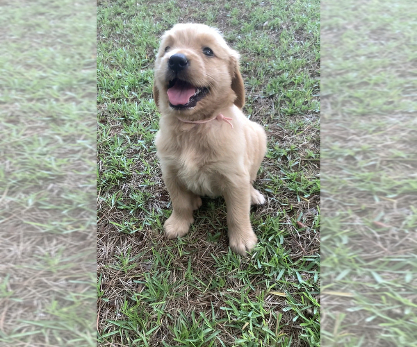 Medium Photo #1 Golden Retriever Puppy For Sale in ATLANTA, TX, USA