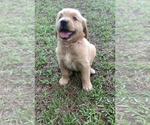 Small Photo #1 Golden Retriever Puppy For Sale in ATLANTA, TX, USA