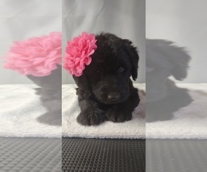 Labradoodle Puppy for sale in FAYETTEVILLE, TN, USA