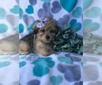 Small Photo #7 Schnoodle (Miniature) Puppy For Sale in LAKELAND, FL, USA