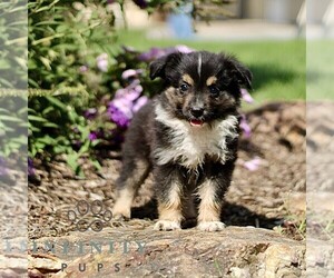 Miniature Australian Shepherd Puppy for sale in NEW PROVIDENCE, PA, USA