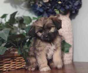 ShiChi Puppy for sale in STANARDSVILLE, VA, USA