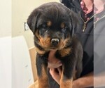 Small #6 Rottweiler