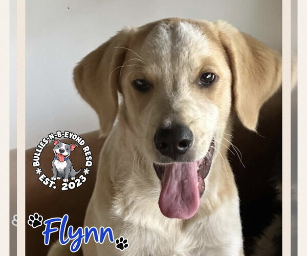 Medium Photo #2 Great Pyrenees-Unknown Mix Puppy For Sale in Omaha, NE, USA