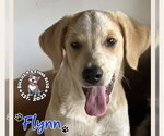 Small Photo #2 Great Pyrenees-Unknown Mix Puppy For Sale in Omaha, NE, USA