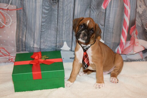 Medium Photo #22 Boxer Puppy For Sale in CHILHOWEE, MO, USA
