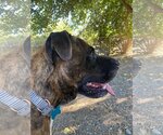Small Photo #4 Boxer-Mastiff Mix Puppy For Sale in Hollister, CA, USA