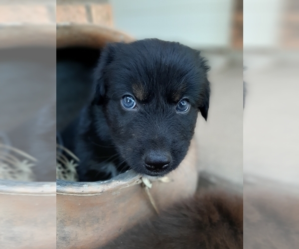 Medium Photo #5 Australian Shepherd Puppy For Sale in WICHITA FALLS, TX, USA