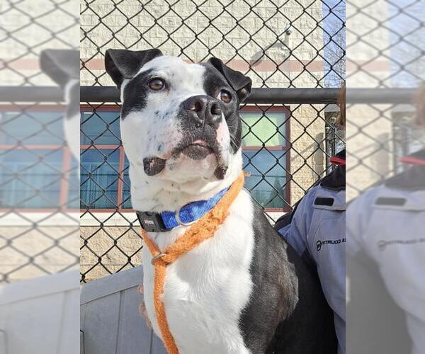 Medium Photo #1 American Pit Bull Terrier-Unknown Mix Puppy For Sale in Derwood, MD, USA