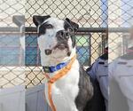 Small American Pit Bull Terrier Mix
