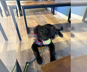 Mutt Dogs for adoption in Jackson Township, NJ, USA