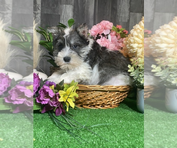 Medium Photo #2 Schnauzer (Miniature) Puppy For Sale in CANOGA, NY, USA